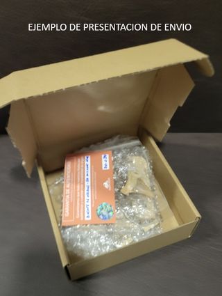 Expositor Premium Mosasaurus ¨´ EDICION LIMITADA¨¨