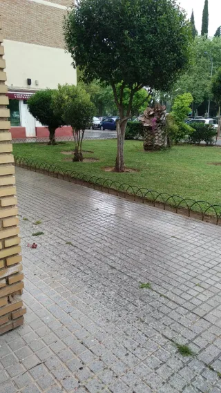 Se ofrece jardinero con experiencia.