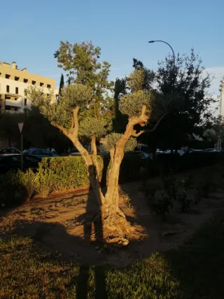 Se ofrece jardinero con experiencia.