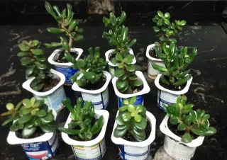 Árbol de jade y oreja de srek ( 2 x 1.50