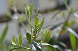 Nikon D3100 con obiettivo 18-55mm VR