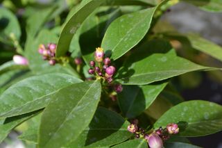 Nikon D3100 con obiettivo 18-55mm VR