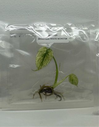 Monstera White Monster Planta