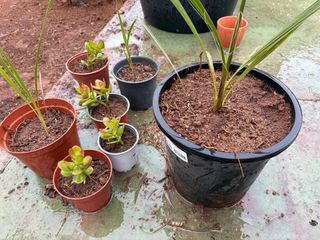 Árbol de Jade y Palmeras en Maceta