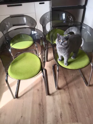 Juego de 4 sillas transparentes y verdes