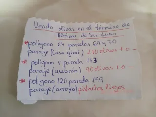 Olivos en Alcázar de San Juan