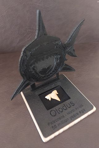 Expositor Fósil Otodus Auténtico