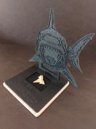 Expositor Fósil Otodus Auténtico