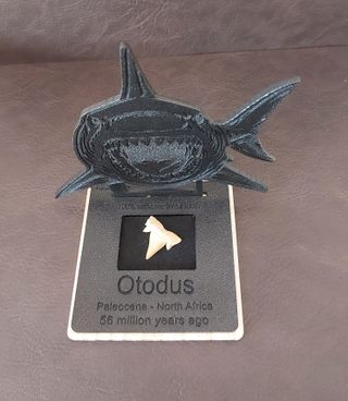 Expositor Fósil Otodus Auténtico