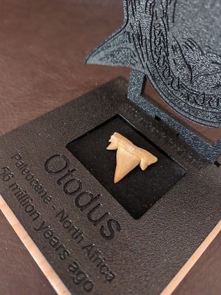 Expositor Fósil Otodus Auténtico