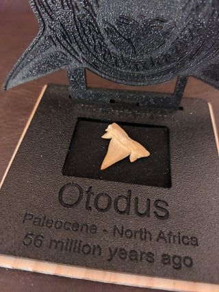 Expositor Fósil Otodus Auténtico