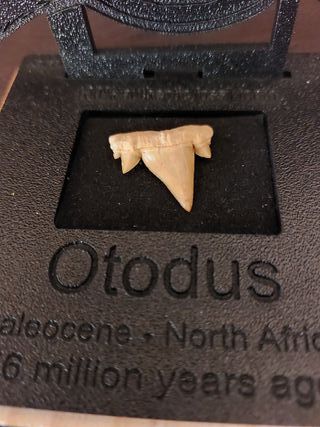 Expositor Fósil Otodus Auténtico