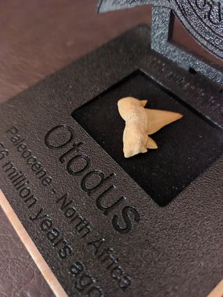 Expositor Fósil Otodus Auténtico
