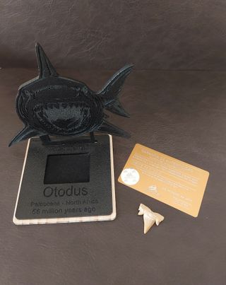 Expositor Fósil Otodus Auténtico