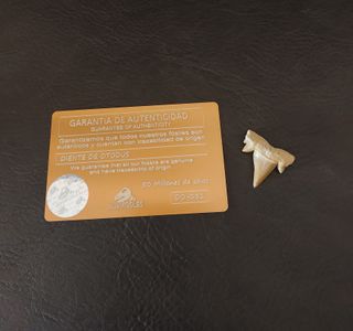 Expositor Fósil Otodus Auténtico