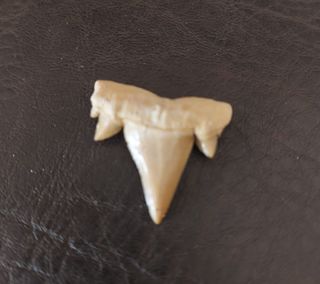 Expositor Fósil Otodus Auténtico