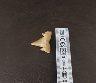 Expositor Fósil Otodus Auténtico