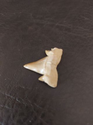 Expositor Fósil Otodus Auténtico