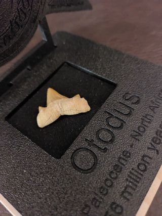 Expositor Fósil Otodus Auténtico