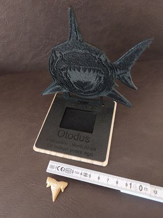 Expositor Fósil Otodus Auténtico