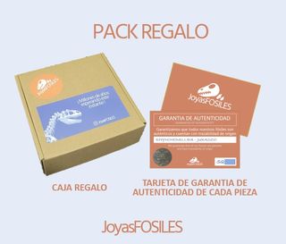 Expositor Fósil Otodus Auténtico