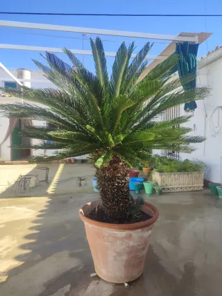 Palmera Sica Syca en Maceta