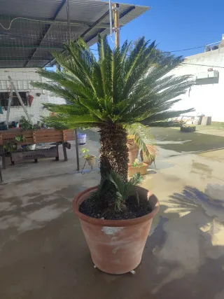 Palmera Sica Syca en Maceta