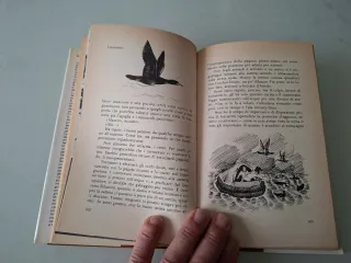 La zattera esploratore e navigatore italiano Fogar