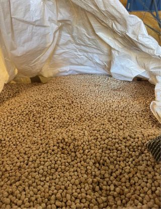 Garbanzo blanco lechoso