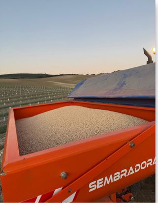 Garbanzo blanco lechoso