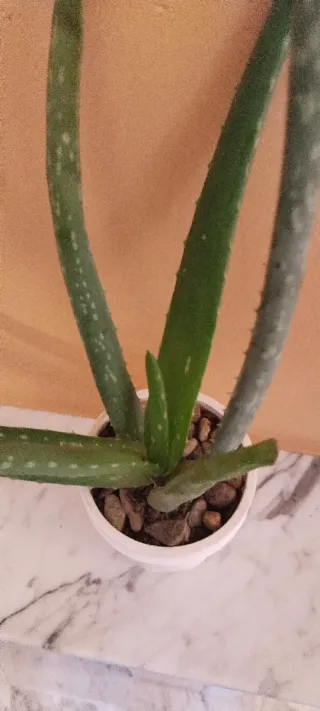 Planta Aloe Vera en Maceta Blanca