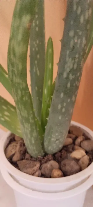 Planta Aloe Vera en Maceta Blanca