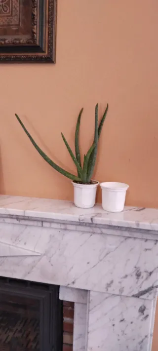 Planta Aloe Vera en Maceta Blanca