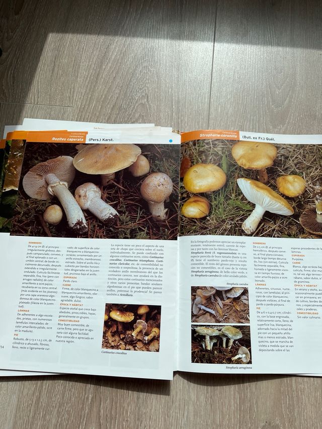 Libro por fasciculos Setas de Burgos