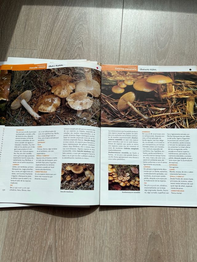 Libro por fasciculos Setas de Burgos