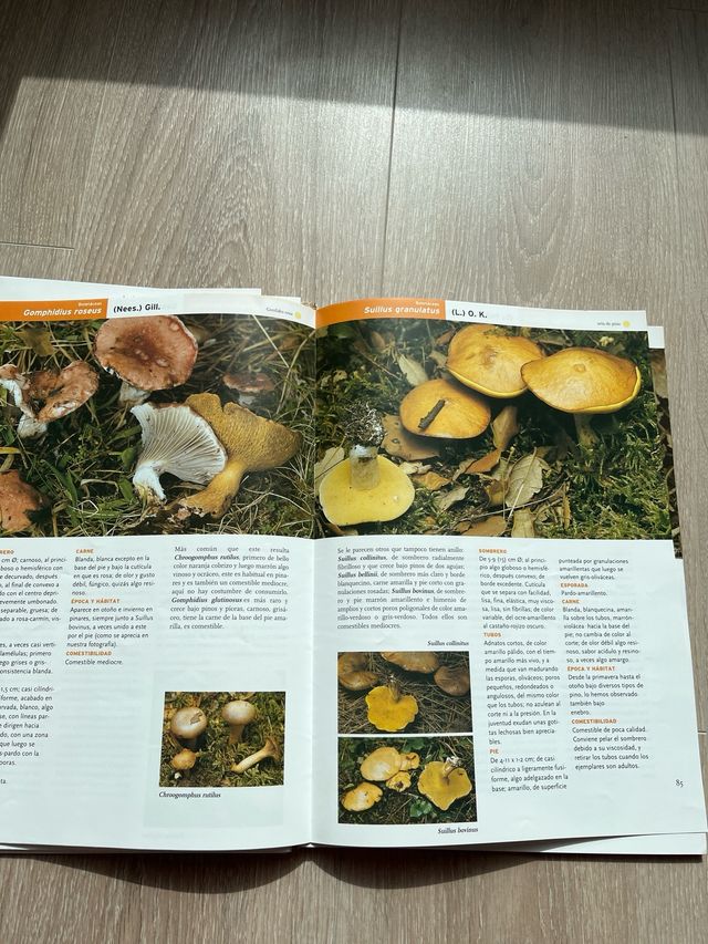 Libro por fasciculos Setas de Burgos