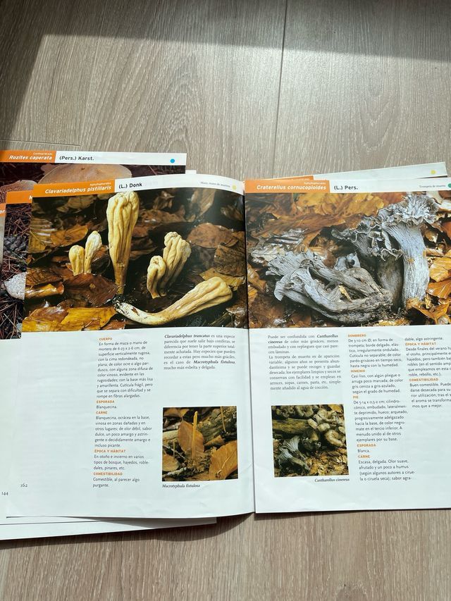 Libro por fasciculos Setas de Burgos