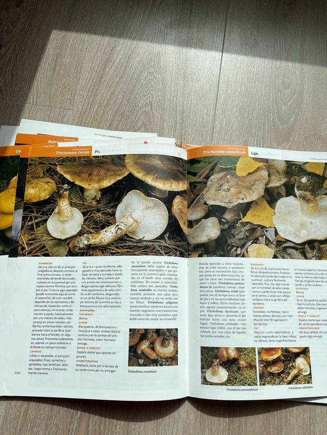 Libro por fasciculos Setas de Burgos