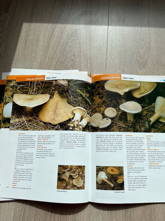 Libro por fasciculos Setas de Burgos