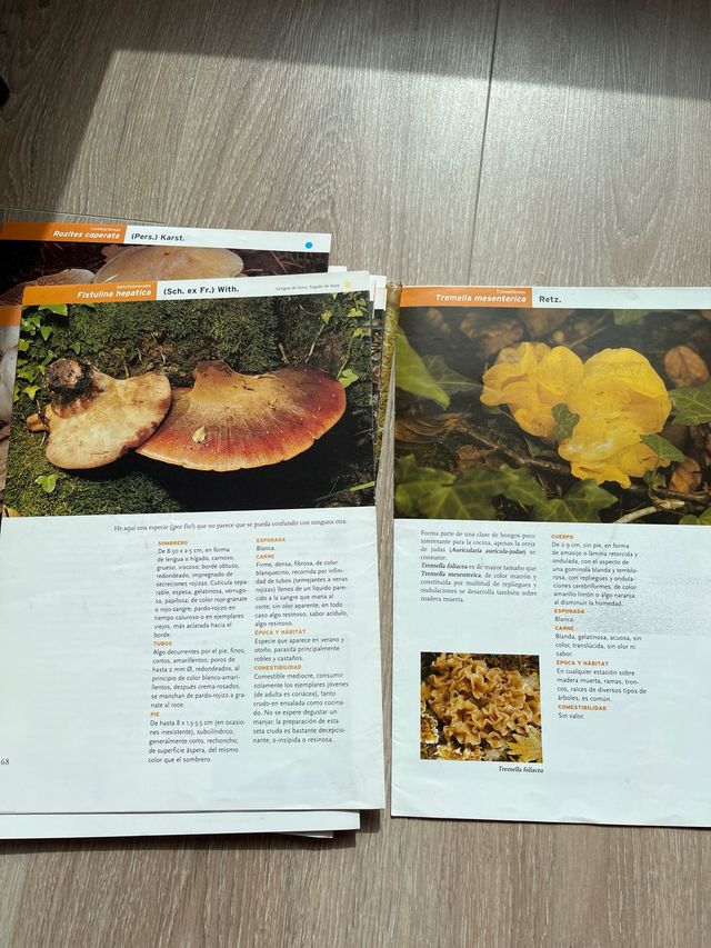 Libro por fasciculos Setas de Burgos