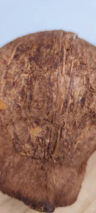 Ciotola in legno di cocco Santo Domingo 1992