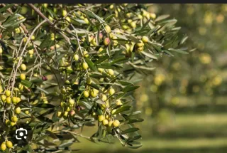 Arrendamiento de olivos y labores agrícolas