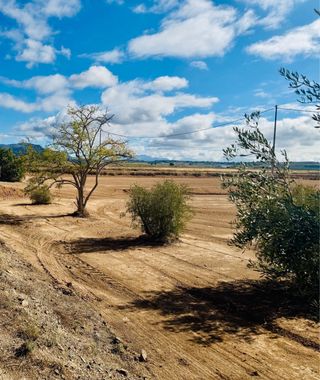TERRENO URBANIZABLE EN LA PACA (LORCA)