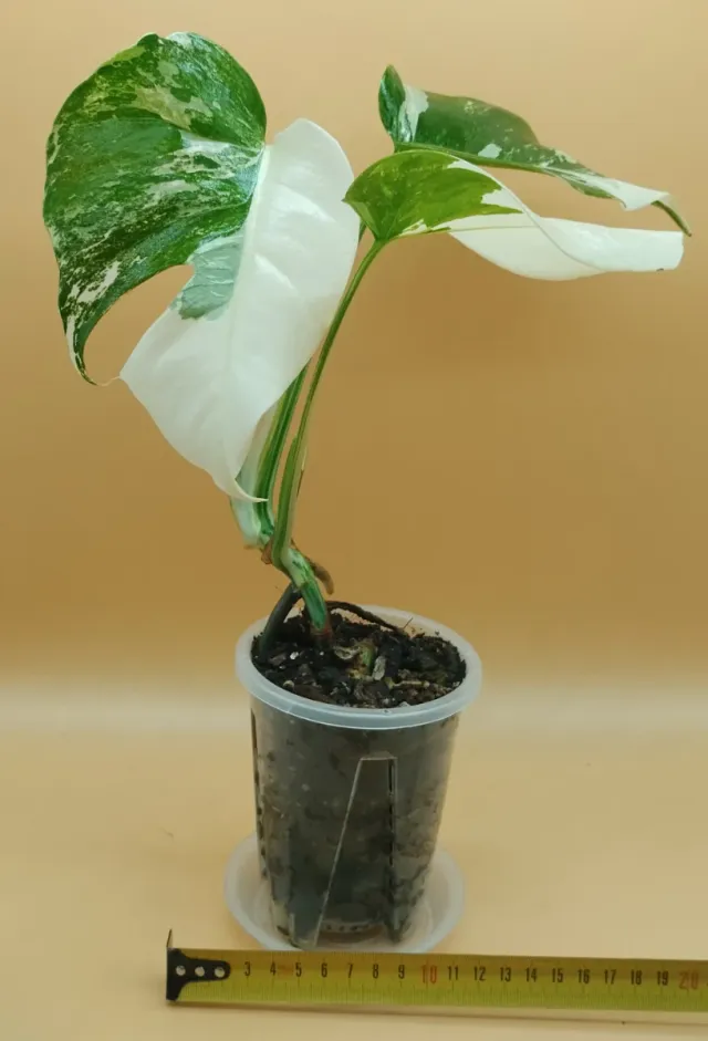 Monstera Thai Constellation Hight Variegata M11 P1
