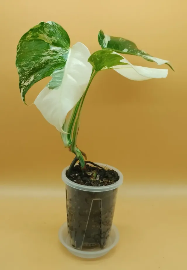 Monstera Thai Constellation Hight Variegata M11 P1