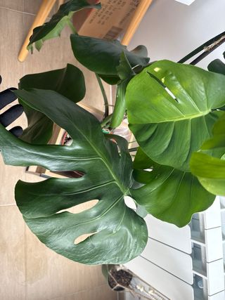 Monstera Deliciosa Planta Grande