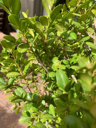 BOJ / BUXUS SEMPERVIRENS - arbusto grande exterior