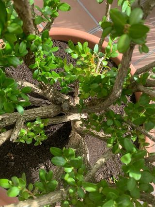 BOJ / BUXUS SEMPERVIRENS - arbusto grande exterior