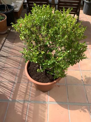 BOJ / BUXUS SEMPERVIRENS - arbusto grande exterior