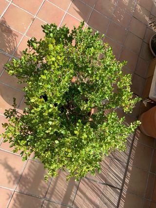 BOJ / BUXUS SEMPERVIRENS - arbusto grande exterior